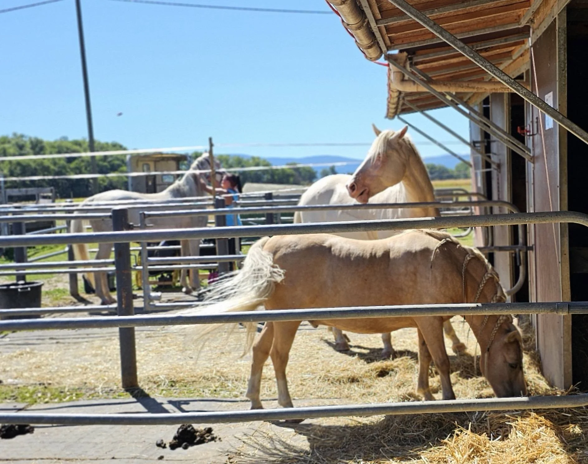  LES 25 ANS DU REFUGE DE DARWYN 31 AOUT 2025